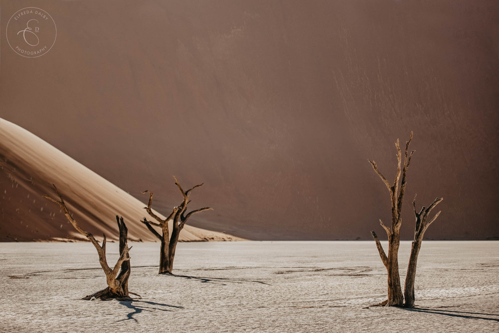 Dead trees at Deadvlei, Namibia