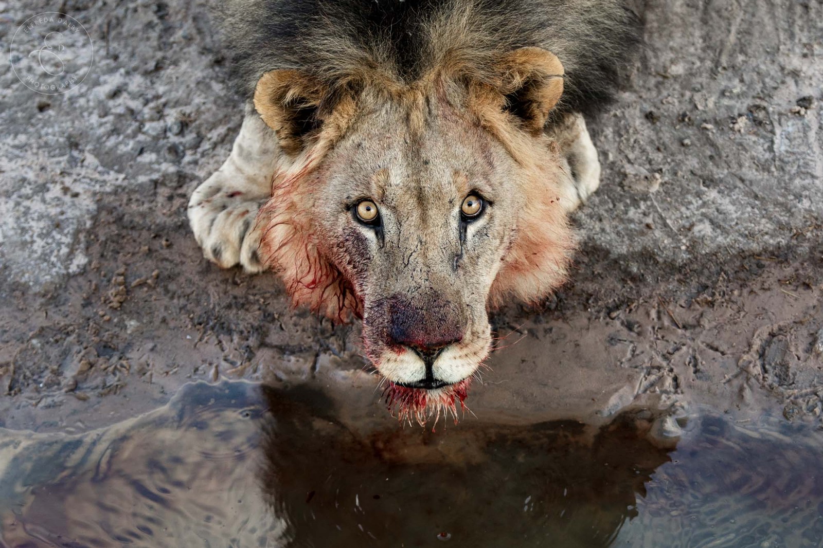 Lion drinking water with blood around his mouth