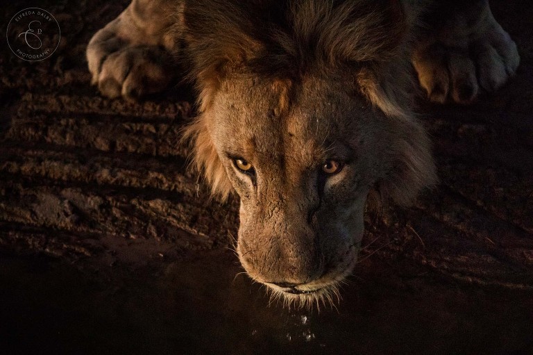 Lion drinking water at sunset