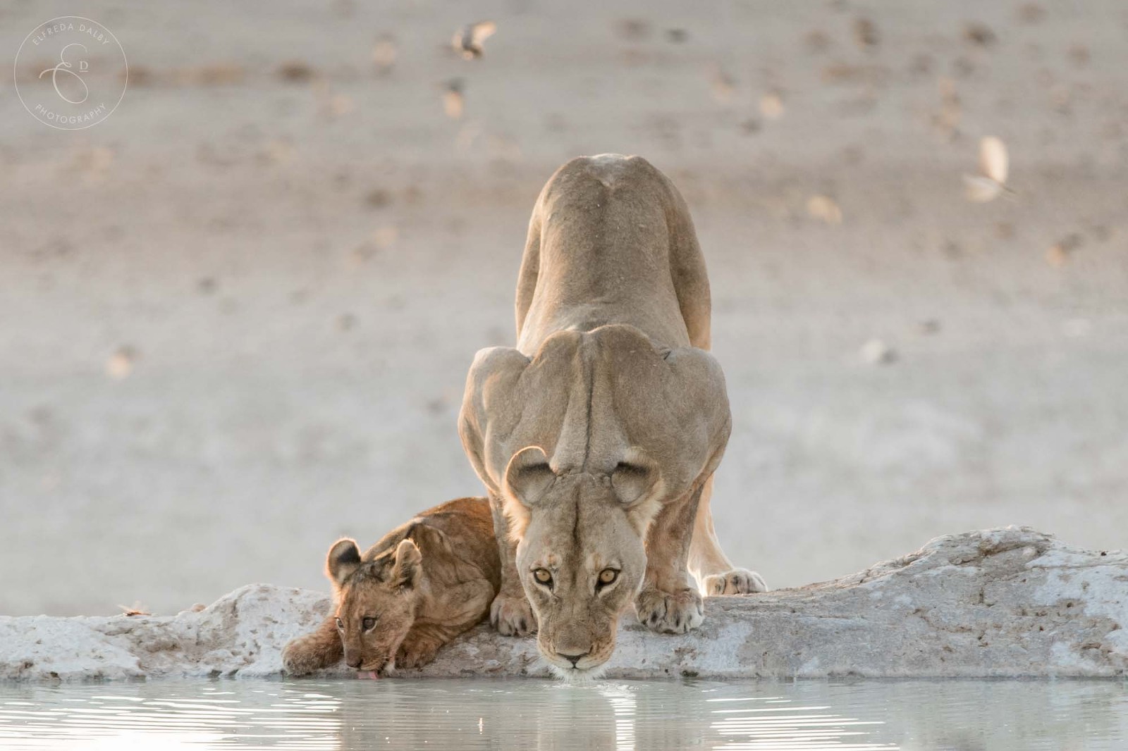 Lioness and her cub drinking water at a waterhole