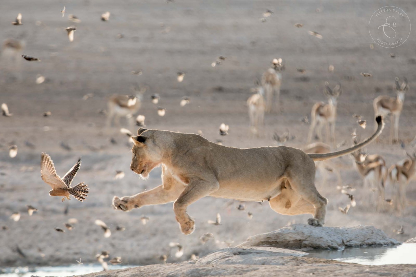 Lioness trying to catch a falcon at a waterhole in Etosha