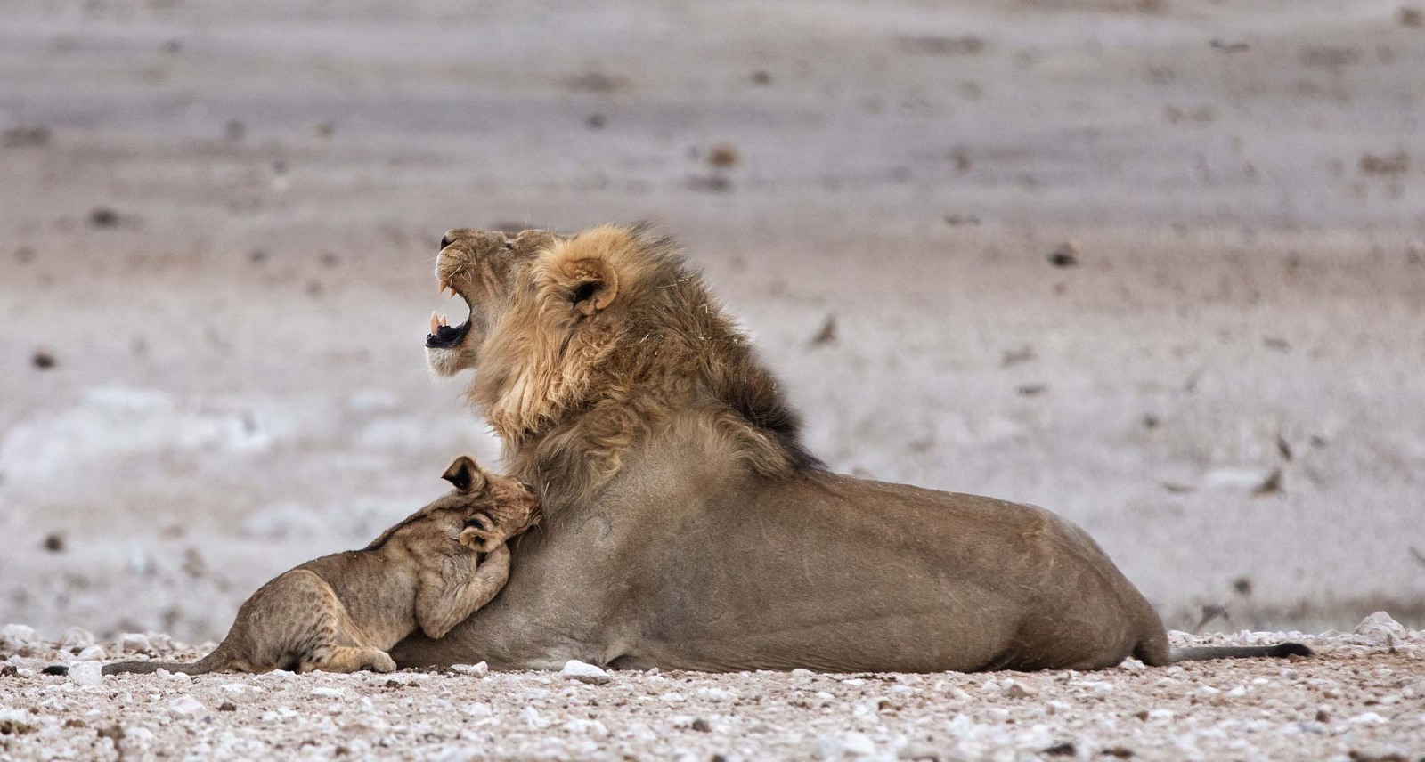 Lion cub playing with a big male lion in Etosha