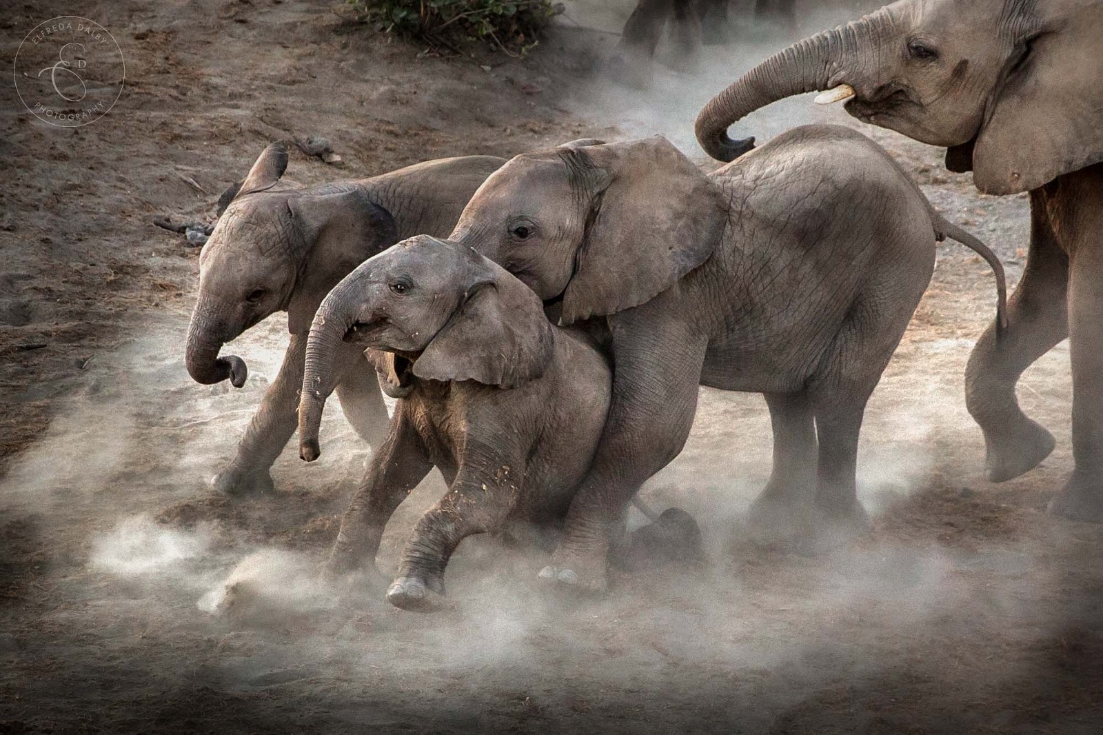 Little elephants playing with dust around them