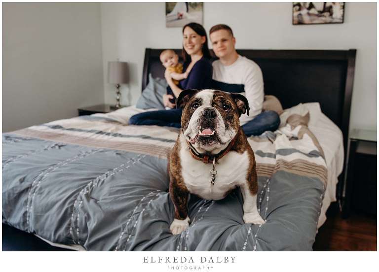 Bulldog sitting on bed with family and baby