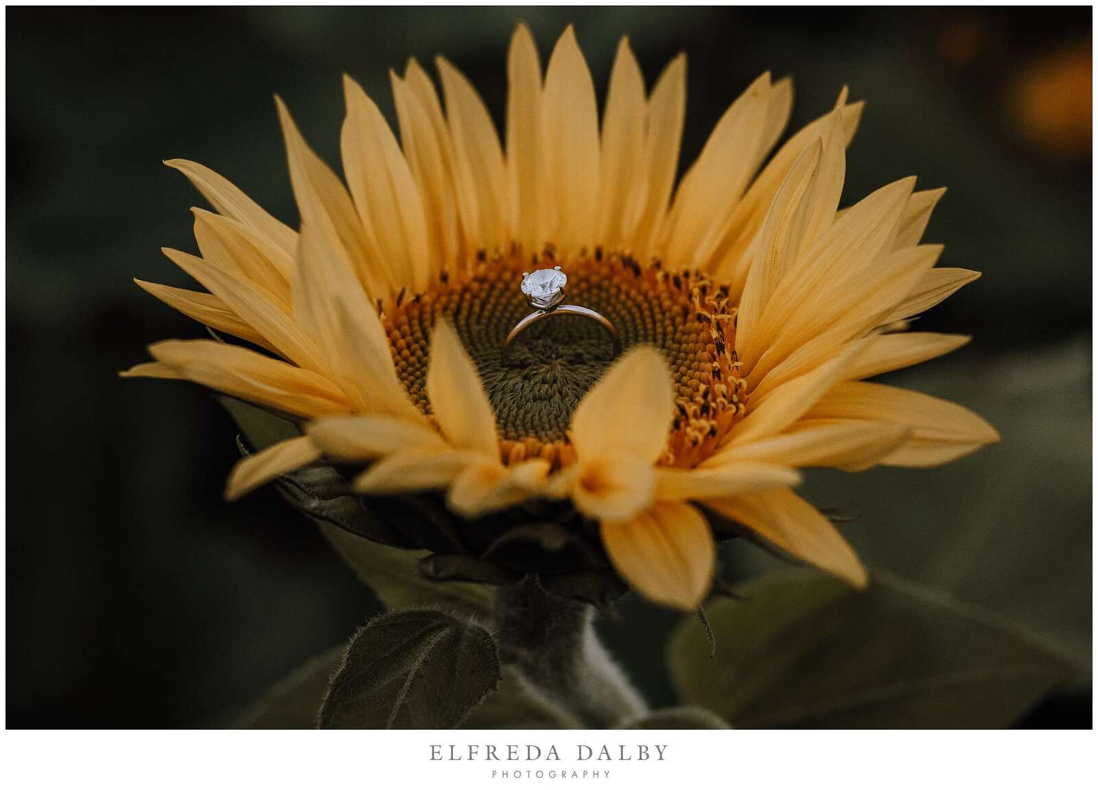 Engagement ring in a sunflower